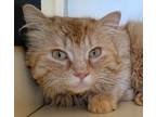Adopt Oberon a Domestic Mediumhair / Mixed cat in Silverdale, WA (41559263)