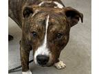 Adopt a Mixed Breed (Medium) / Mixed dog in Spokane Valley, WA (41559262)