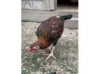 Adopt Marvin a Chicken bird in Houston, TX (41559261)