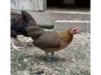 Adopt Quentin a Chicken bird in Houston, TX (41559260)