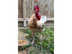 Adopt Chuck a Chicken bird in Houston, TX (41559259)