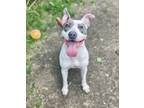 Adopt Trish a White - with Gray or Silver Pit Bull Terrier / Mixed dog in