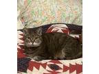 Adopt Lucy a Brown Tabby Tabby / Mixed (short coat) cat in Coraopolis