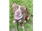 Adopt Brewer a Brown/Chocolate - with White Pit Bull Terrier / Mixed dog in