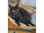 Adopt Sisko a All Black Domestic Shorthair / Mixed (short coat) cat in Colorado