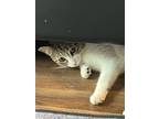 Adopt Noodle a Gray, Blue or Silver Tabby Domestic Shorthair / Mixed (short
