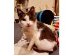Adopt 2024-39 Allie- in foster a Domestic Shorthair / Mixed (short coat) cat in