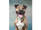 Adopt Sandiago a Brown/Chocolate American Pit Bull Terrier / Mixed Breed