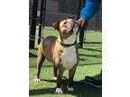 Adopt Stella a Brown/Chocolate American Pit Bull Terrier / Mixed Breed (Medium)