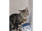 Adopt Aldi a Domestic Shorthair / Mixed (short coat) cat in Ridgely