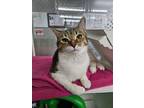 Adopt Navy a Domestic Shorthair / Mixed (short coat) cat in Ridgely