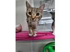 Adopt Felix a Domestic Shorthair / Mixed (short coat) cat in Ridgely