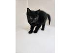 Adopt Starry a Domestic Shorthair / Mixed (short coat) cat in Ridgely