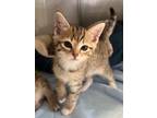 Adopt Blue Ivy a Domestic Shorthair / Mixed (short coat) cat in Ridgely