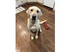 Adopt Tucker a Tan/Yellow/Fawn Labrador Retriever / Mixed dog in Andover