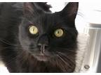 Adopt Leo a All Black Domestic Longhair / Mixed (long coat) cat in Oceanside