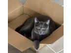 Adopt Lenny Kravitz a Gray or Blue Domestic Mediumhair / Mixed (medium coat) cat