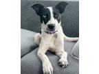 Adopt Capri a White Jack Russell Terrier dog in Berkeley Heights, NJ (41559020)