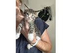 Adopt Camaro (baby kitten) a Brown Tabby Domestic Shorthair (short coat) cat in