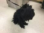 Adopt Coops a Black Toy Poodle dog in Kelowna, BC (41559146)
