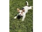 Adopt Maisel a Tricolor (Tan/Brown & Black & White) Corgi / Terrier (Unknown