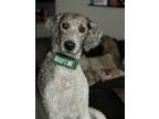 Adopt Honey a White - with Brown or Chocolate Standard Poodle / Mixed dog in