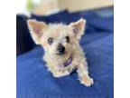 Adopt Rascal a Yorkshire Terrier