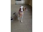 Adopt Prada a White - with Brown or Chocolate American Staffordshire Terrier /