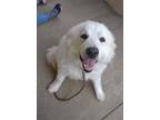 Adopt Marquess Matilda a White Great Pyrenees / Mixed dog in McKinney