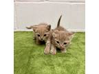 Adopt Bubba (& Cissy) a Orange or Red Tabby Tabby (medium coat) cat in Uvalde