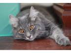 Adopt Asher a Gray, Blue or Silver Tabby Domestic Longhair (long coat) cat in
