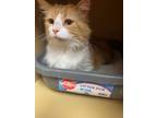 Adopt Buddy5 a Orange or Red Domestic Longhair (long coat) cat in Cincinnati