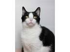 Adopt Camille a Black & White or Tuxedo Domestic Shorthair (short coat) cat in