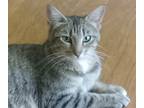Adopt Cara a Brown Tabby Domestic Shorthair (short coat) cat in Irvine
