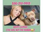 Adopt Gloria(good with other pets) a Brown/Chocolate Pit Bull Terrier / Mixed
