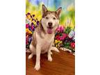 Adopt Addie Urgent a Husky / Mixed dog in Scottsboro, AL (41559107)