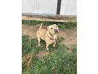 Adopt Turk a Tan/Yellow/Fawn American Pit Bull Terrier / Mixed dog in