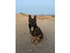 Adopt Moose a Brindle German Shepherd Dog / Mixed dog in Sahuarita