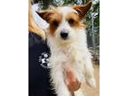 Adopt Theodore a Jack Russell Terrier dog in Windsor, CO (41559019)