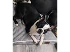 Adopt isabella a Black - with White Boston Terrier / Mixed dog in Toms River