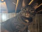 Adopt Dori a Brown Tabby Domestic Shorthair / Mixed (short coat) cat in Grand