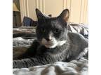 Adopt Ralph Lauren a Gray or Blue (Mostly) Domestic Shorthair (short coat) cat