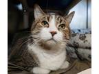 Adopt Rocky a Domestic Mediumhair / Mixed cat in Birdsboro, PA (41559010)