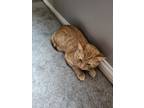 Adopt cat1 a Orange or Red Tabby Calico / Mixed (short coat) cat in Dayton