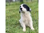 Adopt Gift a White - with Black Great Pyrenees / Mixed dog in Beavercreek