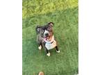 Adopt Sauk a Black American Staffordshire Terrier / Mixed Breed (Medium) / Mixed