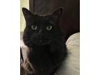 Adopt Scarlett a All Black Domestic Longhair / Mixed (long coat) cat in