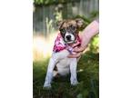 Adopt Lucky a Brindle - with White Rat Terrier / Mixed dog in Birmingham