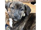 Adopt Snickers a Brindle - with White Boxer / Terrier (Unknown Type