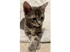 Adopt Orion a Gray or Blue Domestic Shorthair / Mixed (short coat) cat in